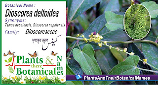 Dioscorea deltoidea