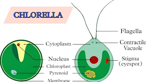 Chlorella Algae : Introduction, Classification,Habitat, Cell structure, Reproduction, Ecological Important, Uses of Chlorella, Cultivation and production, 