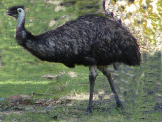 emu