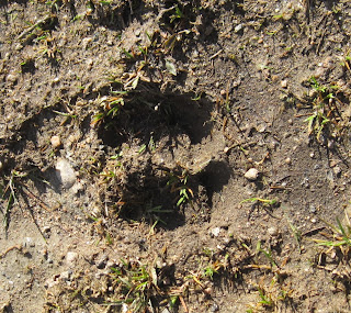 Track of a deer on Creagan Riabhach walk, Deeside