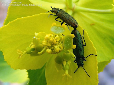 http://www.biodiversidadvirtual.org/insectarium/Lobonyx-aeneus-%28Fabricius-1787%29-img459325.html