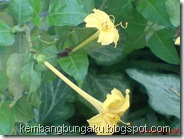 bunga pukul 4 kuning 2292