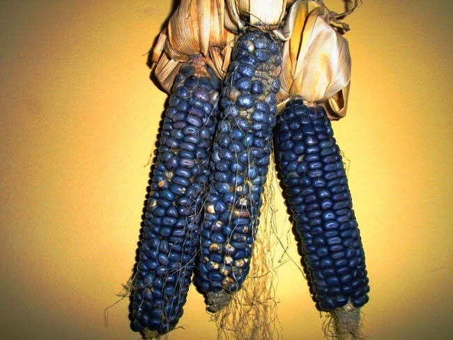 Economía/Sagarpa apoya a productores  capitalinos para procesar maíz azul