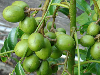ambarella fruit images
