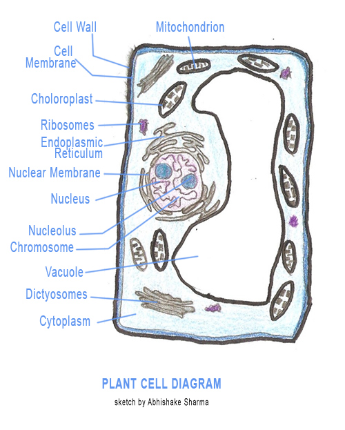 animal cell diagram without labels. Animal Cell Labeled.