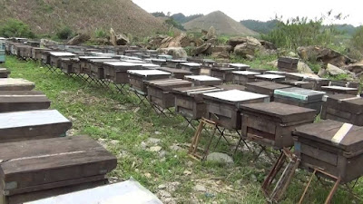 SORPRENDENTES IMÁGENES DE APICULTURA EN VIETNAM - AMAZING PICTURES BEEKEEPING IN VIETNAM