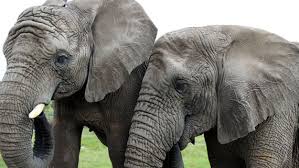 Elephants