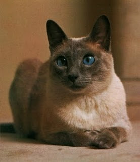 siamese cat pussy grimalkin mace pisik kotka gat macka kocka kass pusa kissa gato katze macska kottur kakis kate qattus kot pisica katt kedi con meo kucing pets huisdieren animaux de compagnie Haustiere animais Animale de companie animales domesticos husdjur Evcil Hayvan anifeiliaid anwes domace zvali binatang kesayangan augintiniai animali domestici peatai bet kay lemmikit mga alagang hayop domaci zvirata kucni ljubimci animals domestics maskotak binatang peliharaan breeds