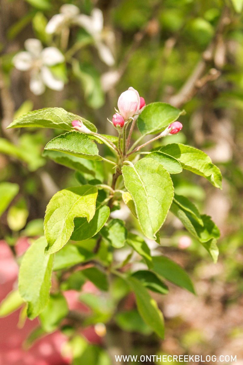 Apple tree blossoms | On The Creek Blog