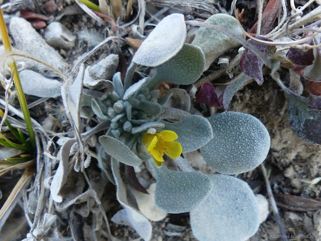 062: little yellow flower