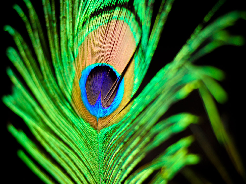 wallpapers: Peacock Feathers Wallpapers