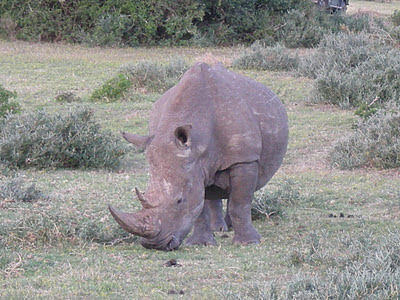 Rhino in Kruger National Park, South Africa