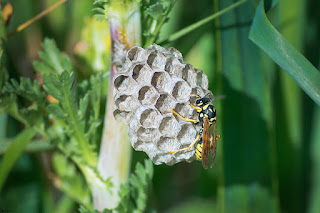 avispa-papelera-polistes-dominula-