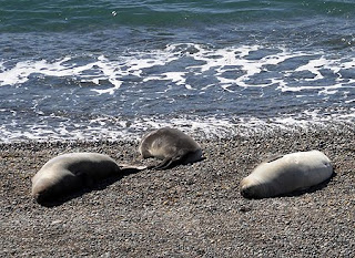 Punta Ninfas, elefantes marinos estudiados por biólogos marinos del Cenpat