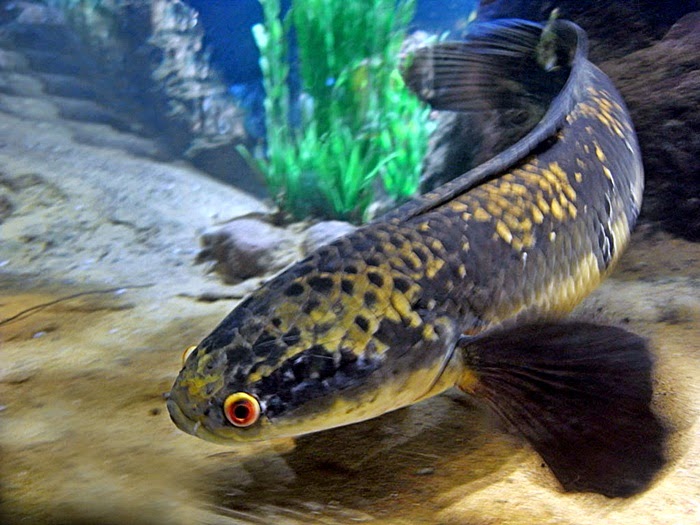 Ikan Toman Snakehead Dunia Air