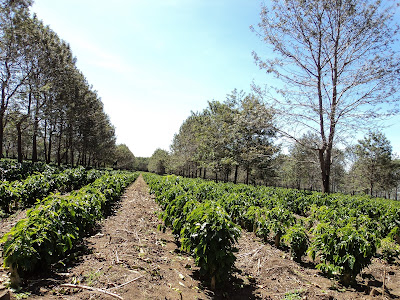 Gambar Pohon Kopi