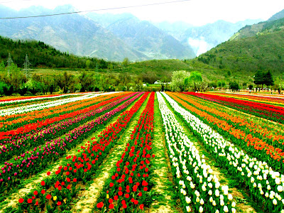 Indra Gandhi Memorial Tulip Garden