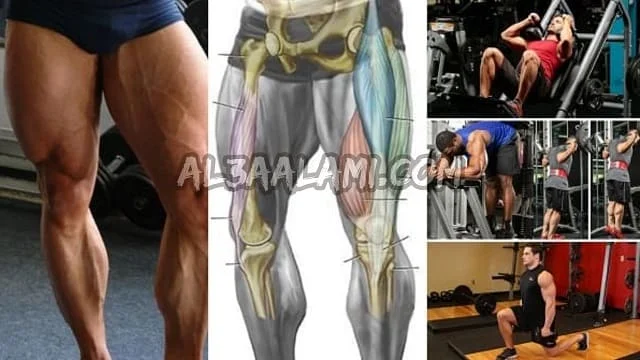 تعرف على تشريح عضلات الرجل لكمال الأجسام إضافة إلى تمارين عضلات الرجل + تقسيم عضلات الرجل وكذا تشريح عضلة الرجل فضلا عن عضلات الساق الأمامية ..