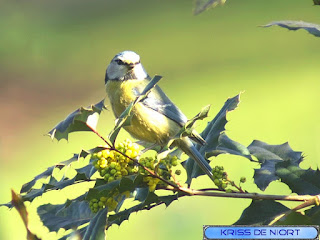 Cyanistes caeruleus - Mésange bleue - Parus caeruleus