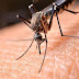 Boletim semanal da dengue registra 151 novos casos da doença no Paraná
