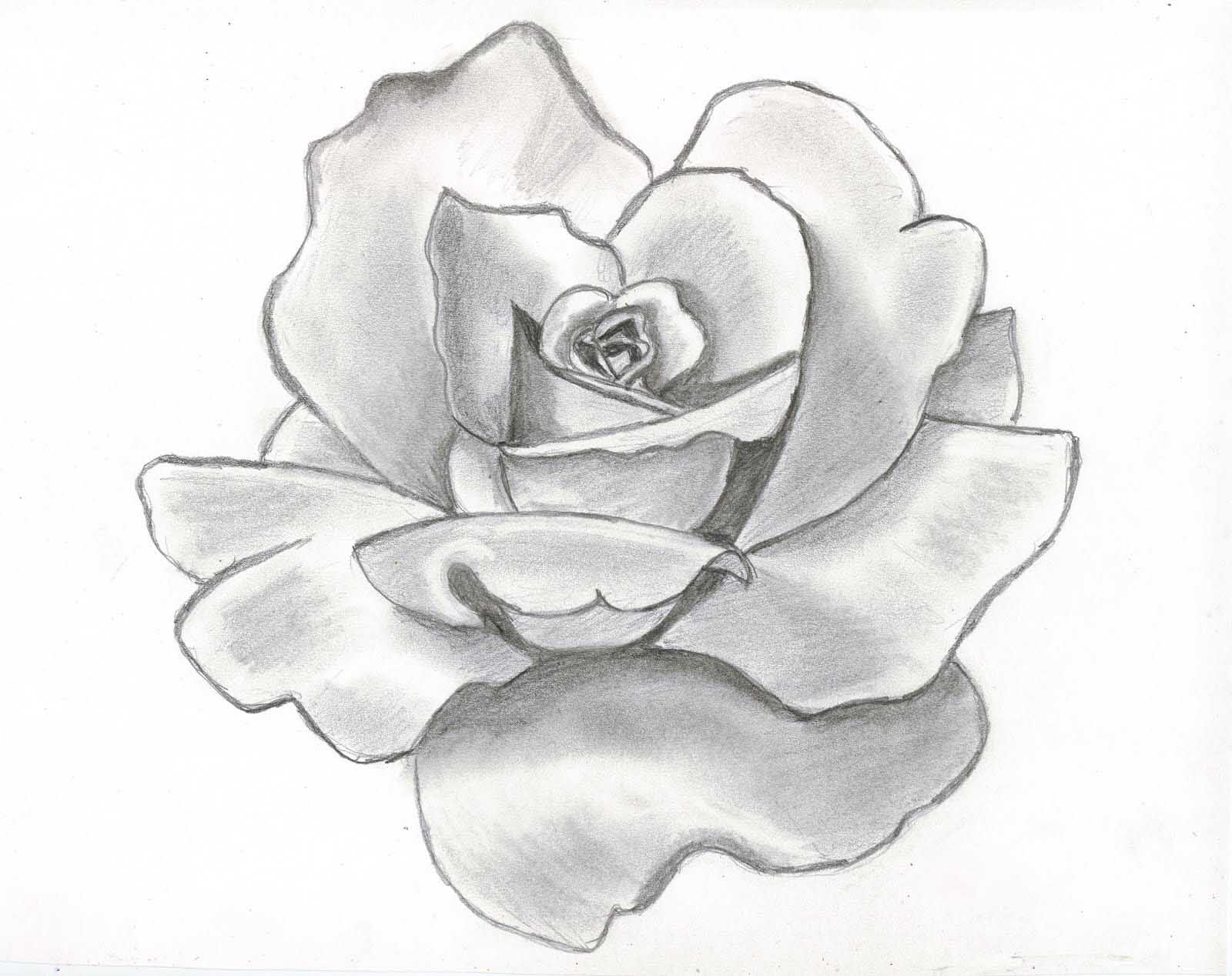 flower drawing 