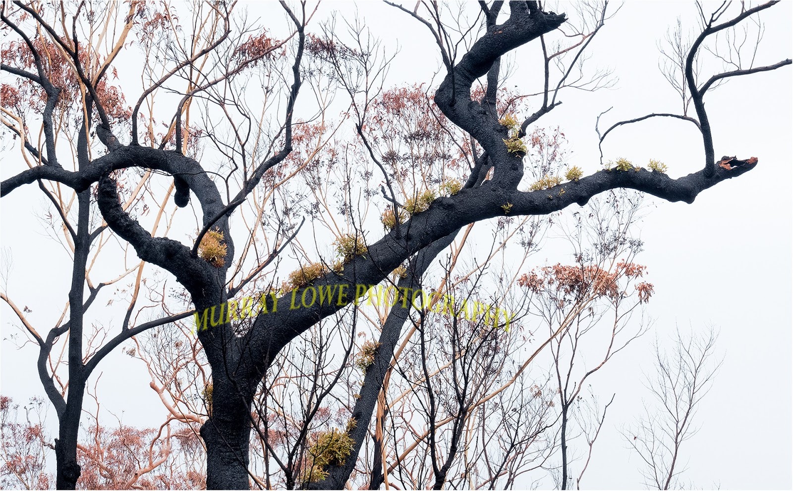 Heartwarming Pictures Of Plants Regrowing In Australia In Regions Devastated By The Blaze