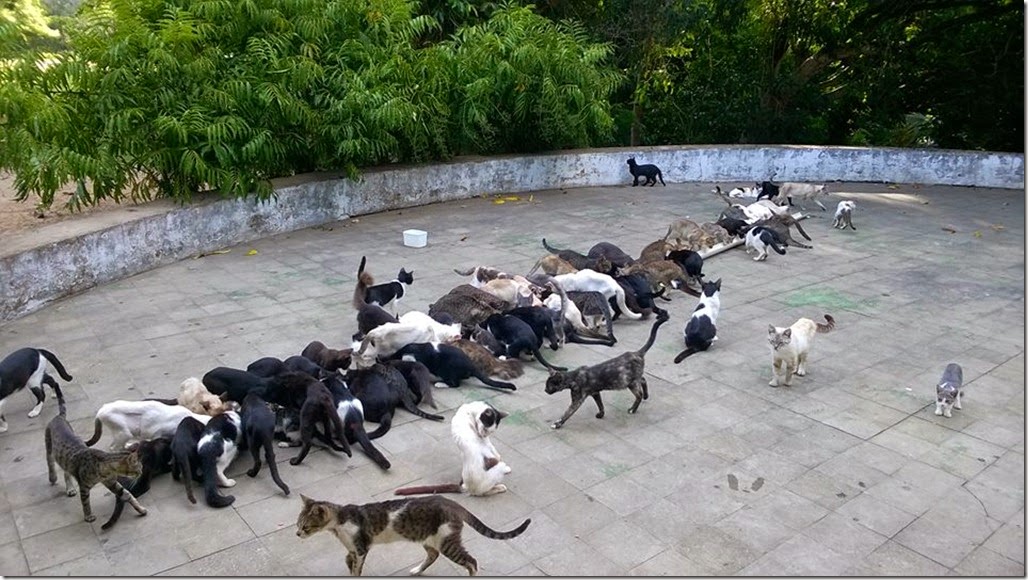 gatos_fome_fortaleza1
