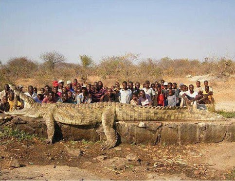 Crocodile Sixteen foot long 