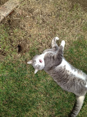 William the Cat and Gopher Hole