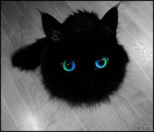 Art Cat GIF • Little black demon cat with colorful eyes. 'Human your soul is mine' [ok-cats.com]