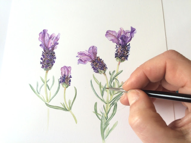 Artist's hand painting Spanish lavender in watercolour using a sable brush on Botanical Ultra Smooth Paper