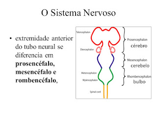 Resultado de imagem para sistema nervoso dos repteis
