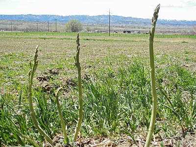 Asparagus