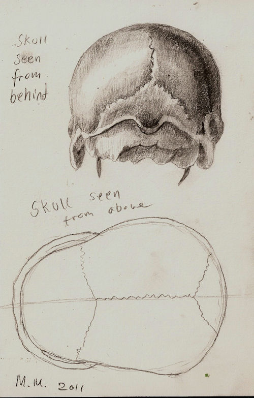 human skeleton labeled. Human+skeleton+labeled+