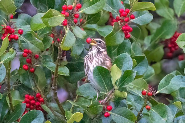 Redwing