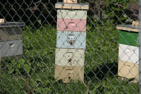 bee hives in Summer