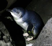 This Little Penguin was taken on the mainland at St Kilda. (little penguin)