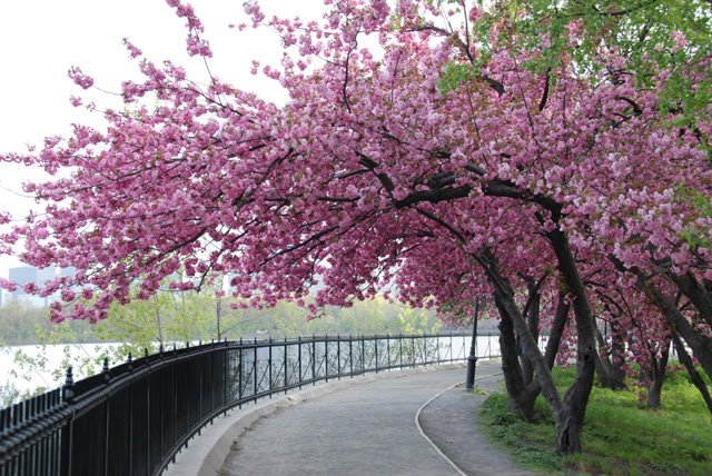 cherry blossom trees pictures. the first cherry blossom.