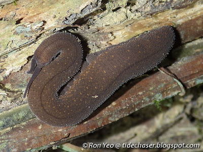 Velvet Worm (Eoperipatus sp.)