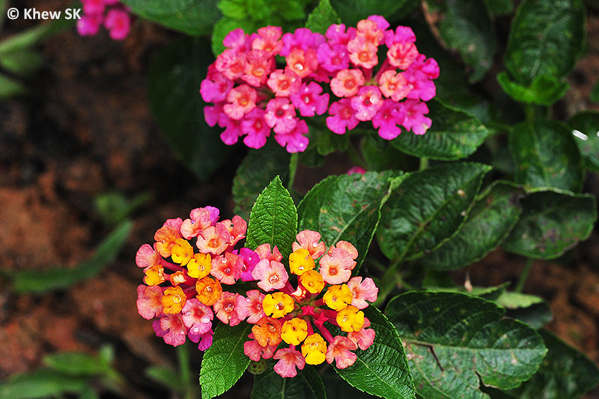 Butterflies of Singapore Favourite Nectaring Plants  3