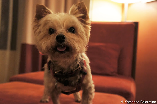 Pet Friendly Radisson Santa Maria Henry Belarmino