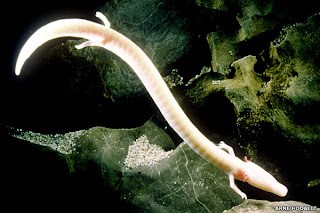 olm