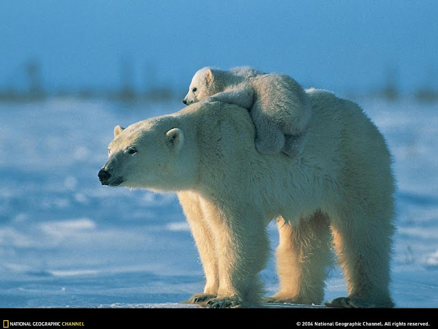 Polar bear carrying baby Wallpaper