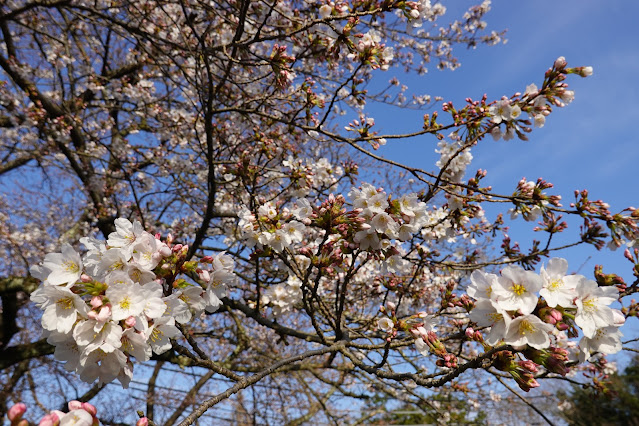 鳥取県米子市久米町 飯山城跡 (采女丸)のソメイヨシノ桜