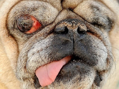 2011 World’s Ugliest Dog Competition pictures