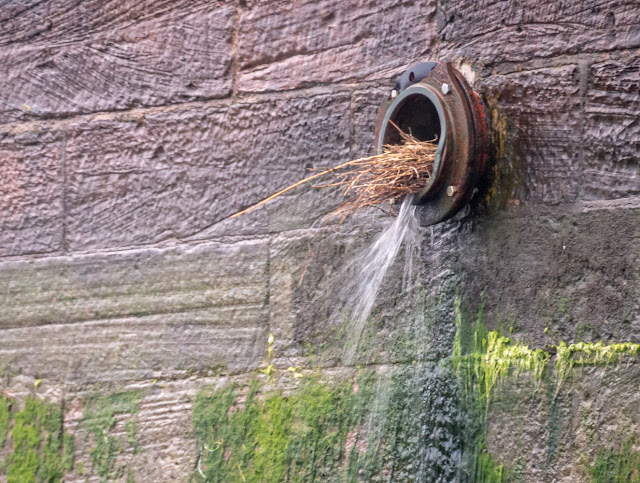 Photo of the pigeons' nest washed out of the drainage pipe