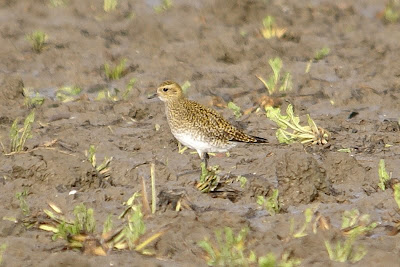 Wilster - Goudplevier - Pluvialis apricaria