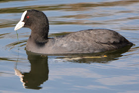 Coot in lake