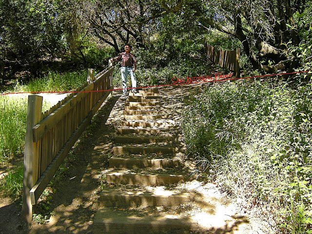 The 1906 earthquake offset this fence