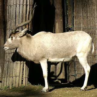 Addax - Antilope à nez tacheté - Addax nasomaculatus